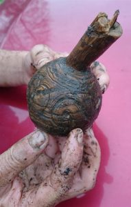 Ornamented wooden ball-shaped object, probably a part of a furniture (by Nauka w Polsce)