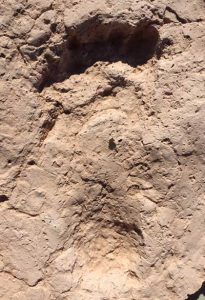 A footprint of an ancient farmer found at the site (by Western Digs)
