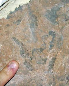 Fossilised tracks of a dinosaur (by Western Digs)