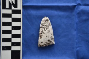 Part of a adze tool made out of shell, found at Eastern Caroline Island (by International Business Times)