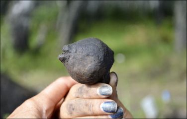 A bear-head-shaped clay prehistoric rattle found in Siberia
