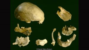 Individuals from Gough's Cave (by BBC)