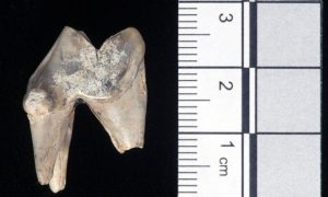 Alsatian dog tooth found in Wiltshire (by The Guardian)