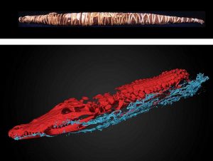 3D CT scan of the mummy (by Popular Archaeology)