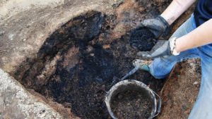 Discovery of burnt grains at kiln (by AOC Archaeology via BBC News)