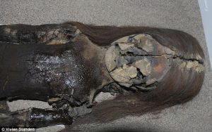 Rapidly degrading skin on a Chinchorro mummy of a baby (by Daily Mail)