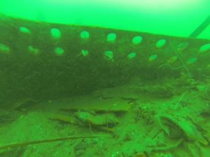 Plating from the Oslofjord (by Mark Willis & Northumbria Scuba Divers)