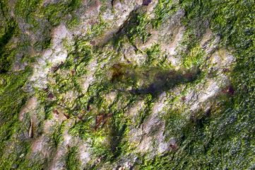 Vandals damage dinosaur footprints at Isle of Skye