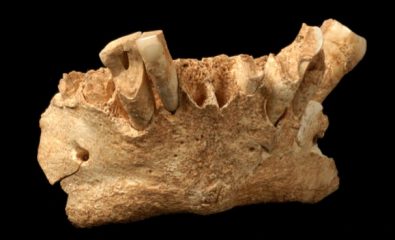 Fibres found in tartar from 1.2-million-year-old teeth reveal hominin diet