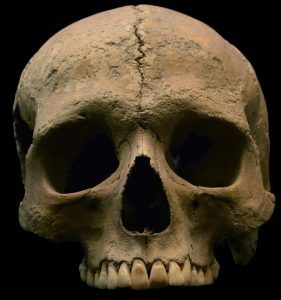 Skull of an individual from Velia (by Luca Bandioli, Pigorini Museum)