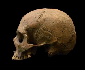 Skull of an individual from Velia (by Luca Bandioli, Pigorini Museum)