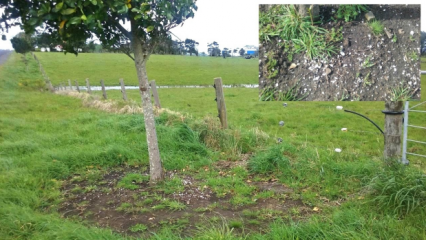 Maori farming practices revealed