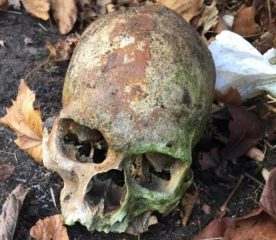 Museum workers unearth 100-years-old skull