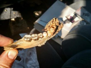 Part of a jaw bone with gold teeth found by detectorist