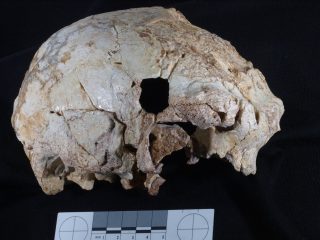 Oldest fossil human cranium ever found in Portugal