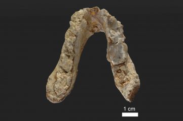 Remains of a 7.175-million-years-old hominid found in in Bulgaria