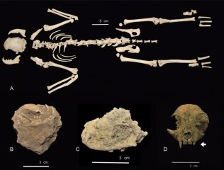 Remains of 1000-years-old skinned cats found in Spain