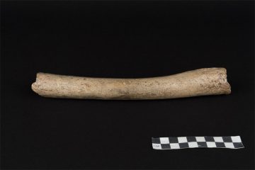 DNA from Neanderthal femur provides timeline for dispersal from Africa