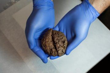 Mass grave yields dozens of naturally preserved brains