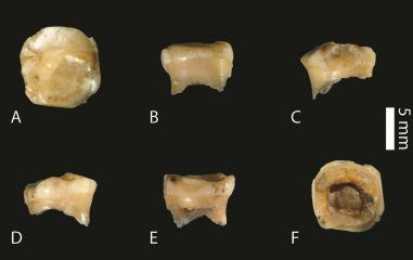 Fourth Denisovan tooth proven older than previously examined remains