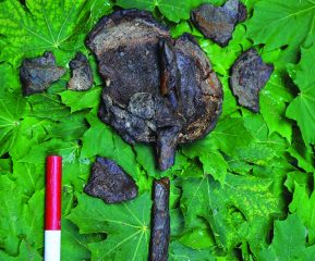 Heads on stakes found at a underwater Mesolithic site